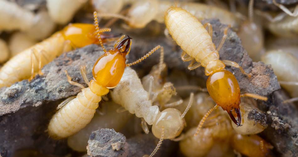 WDO Termite Inspection