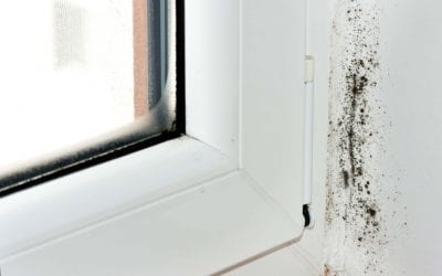 Common Signs of Mold in the Home