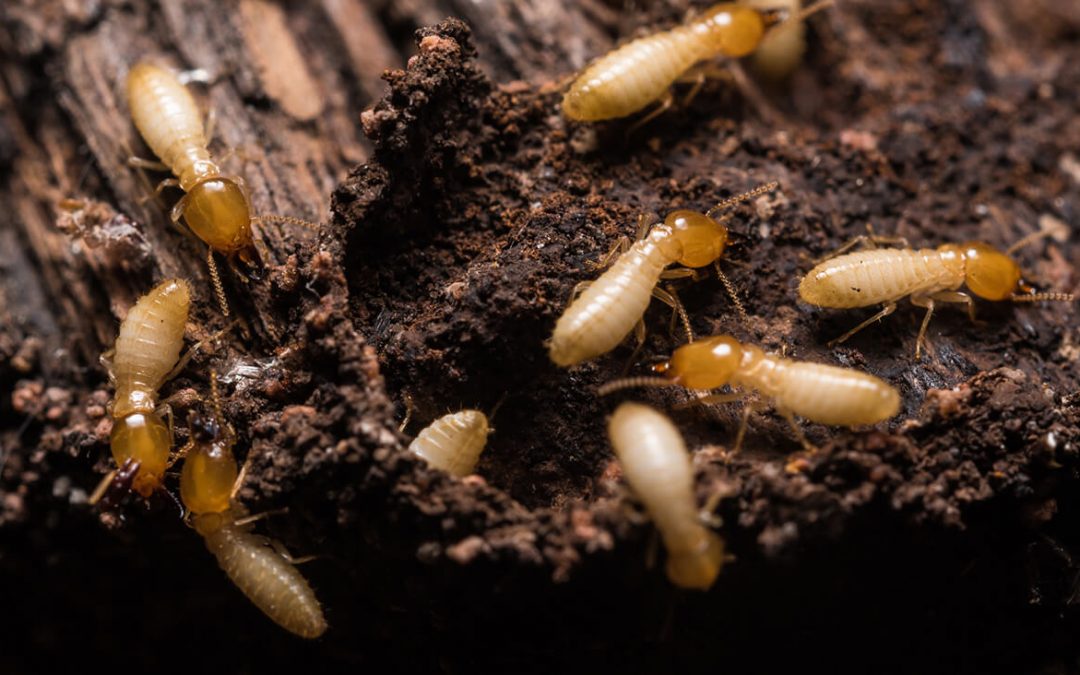 termites are common household concerns
